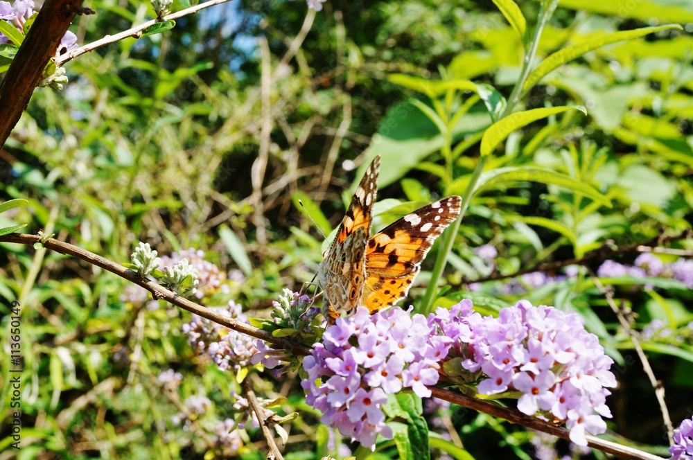 Butterfly on a buddleia butterfly bush Butterfly on a buddleia butterfly bush