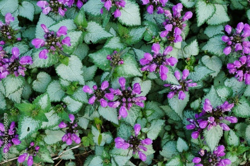 Purple flowers of Lamium Maculatum creeping groundcover plant photo