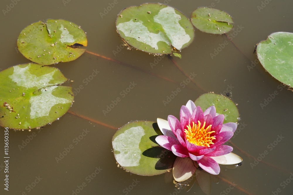 Aquatic lotus waterlily flowers in a pond Aquatic lotus waterlily flowers in a pond