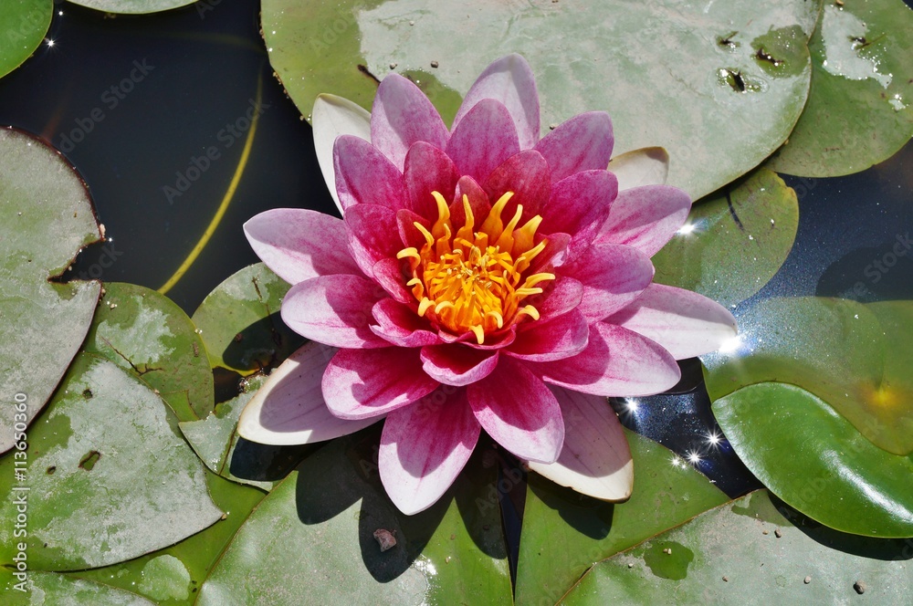 Aquatic lotus waterlily flowers in a pond Aquatic lotus waterlily flowers in a pond