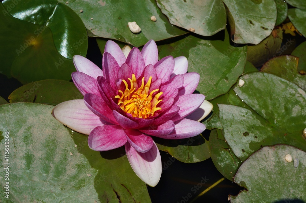 Aquatic lotus waterlily flowers in a pond Aquatic lotus waterlily flowers in a pond