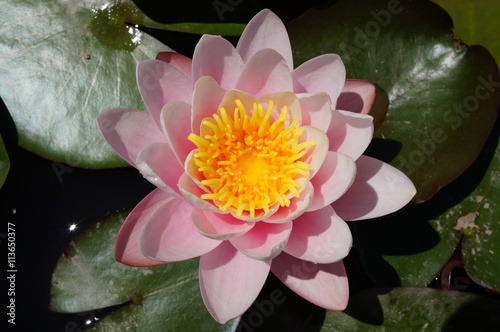 Aquatic lotus waterlily flowers in a pond