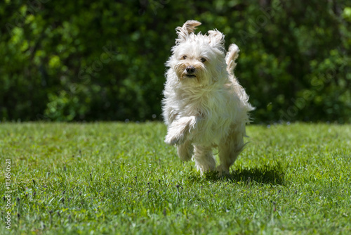 Happy little brown dog jumping in the grass on a sunny summer day