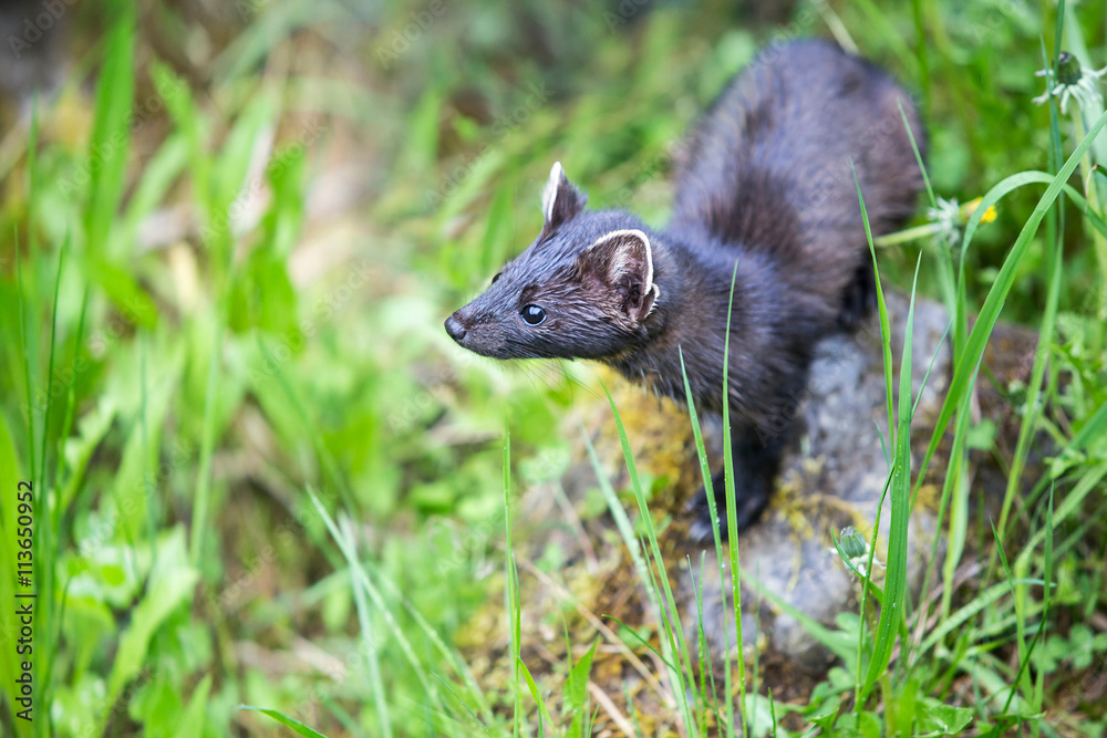 Stoat Searching for Something in the Wild Stoat Searching for Something in the Wild