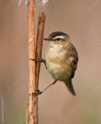 Sedge Warbler (Acrocephalus schoenobaenus)