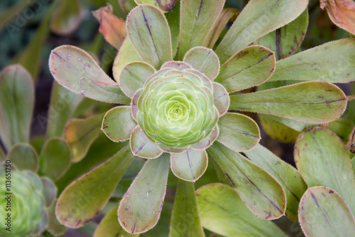 Aeonium holochrysum  photo