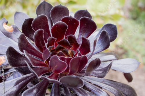 Aeonium arboreum - Sukkulent - schwarz photo