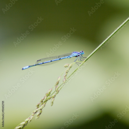 Blaue Federlibelle - Platycnemis pennipes