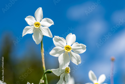 Close view on the narcissus flower