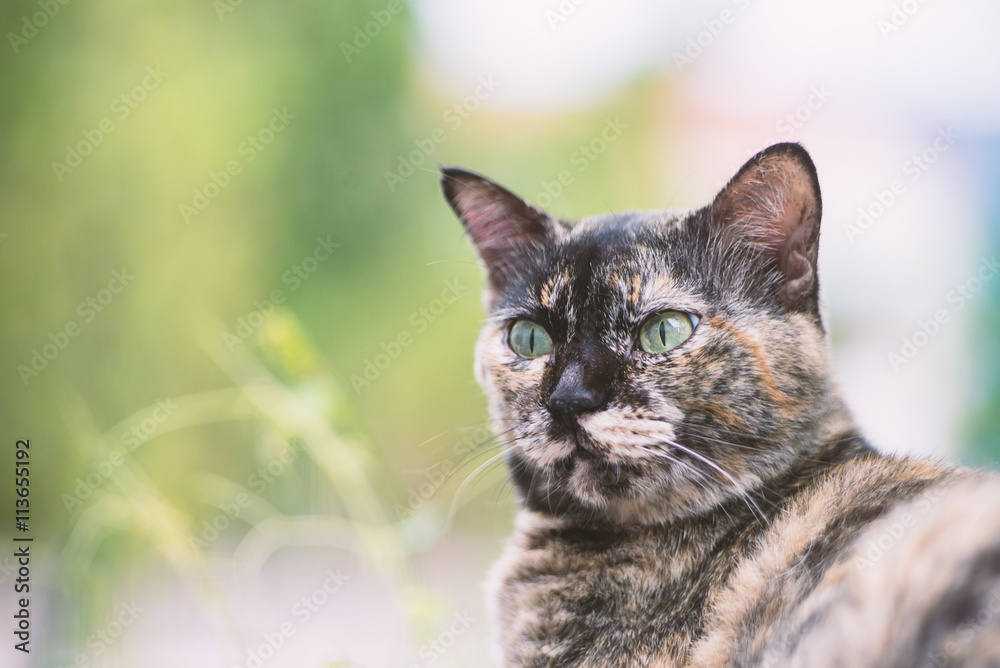 Old cat with nature place