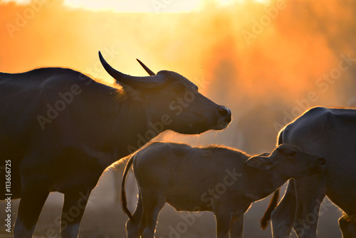 Silhouette of buffalo on sunset.