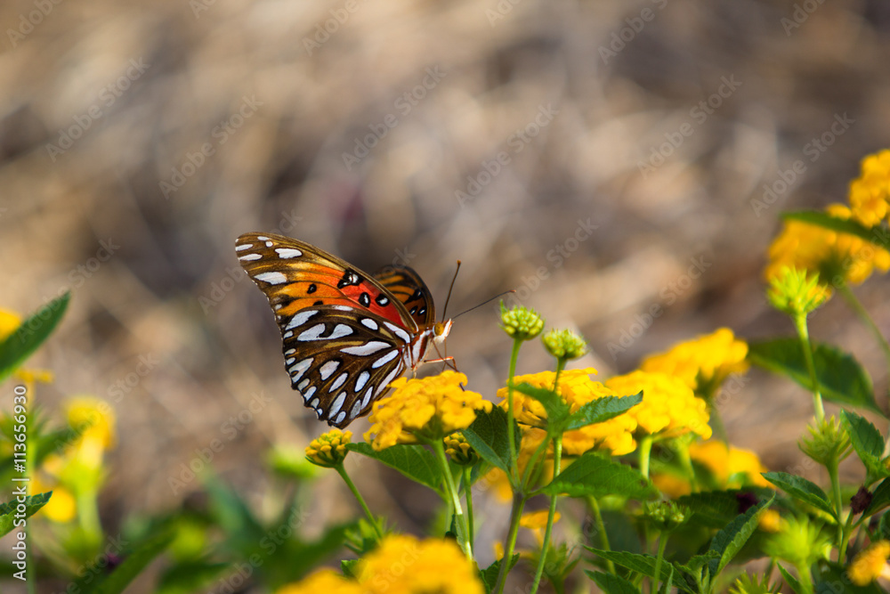 Monarch Butterfly on Yellow Flower Monarch Butterfly on Yellow Flower