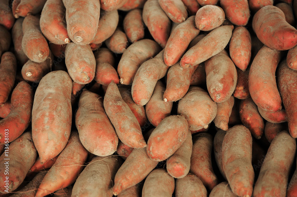 piles of sweet potatoes in farm during harvest season piles of sweet potatoes in farm during harvest season