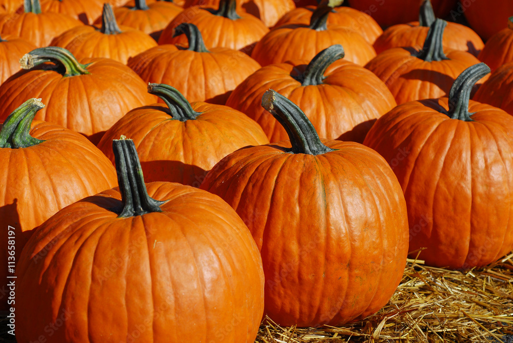 pumpkin harvest pumpkin harvest