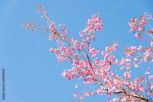 A branch of cherry blossoms