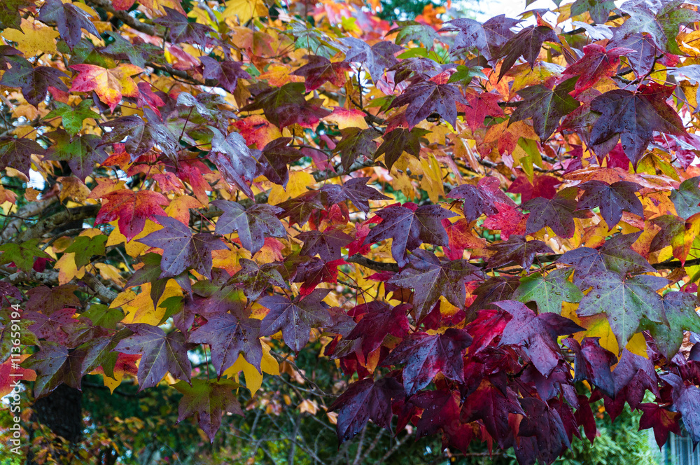 Autumn colourful leaves background