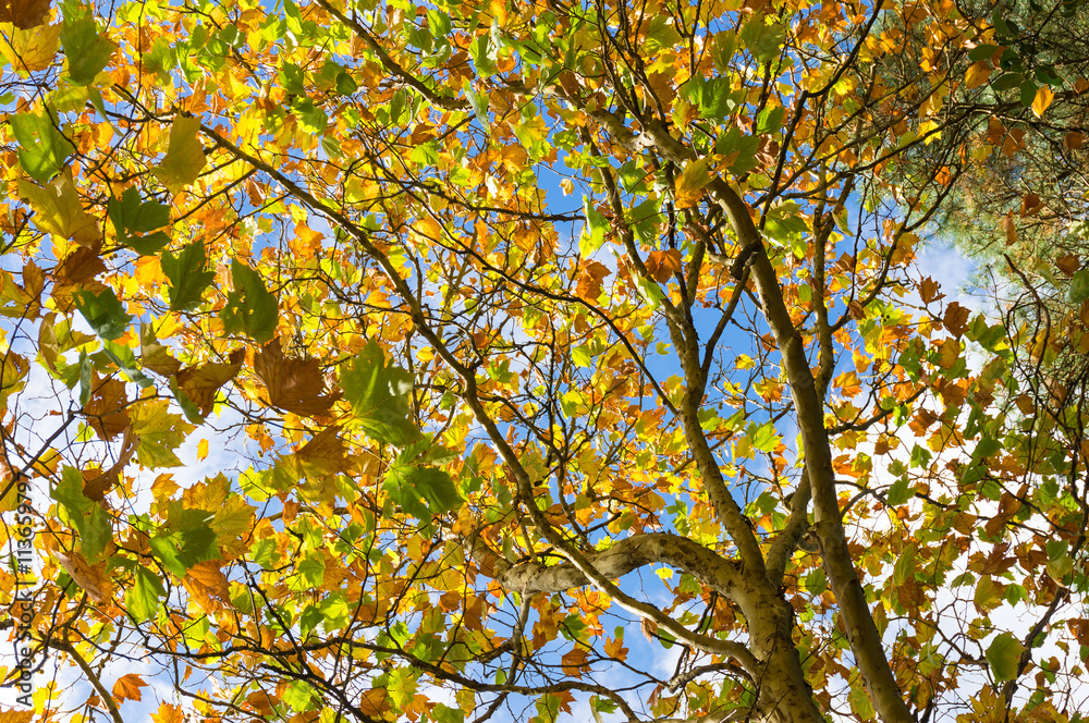 Autumn foliage background. Yellow maple leaves on tree Autumn foliage background. Yellow maple leaves on tree