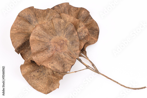 Burma Padauk, Narra, Angsana Norra, Malay Padauk, Burmese Rosewood, Andaman Redwood, Amboyna Wood, Indian rosewood, seeds. (Pterocarpus macrocarpus Kurz) photo