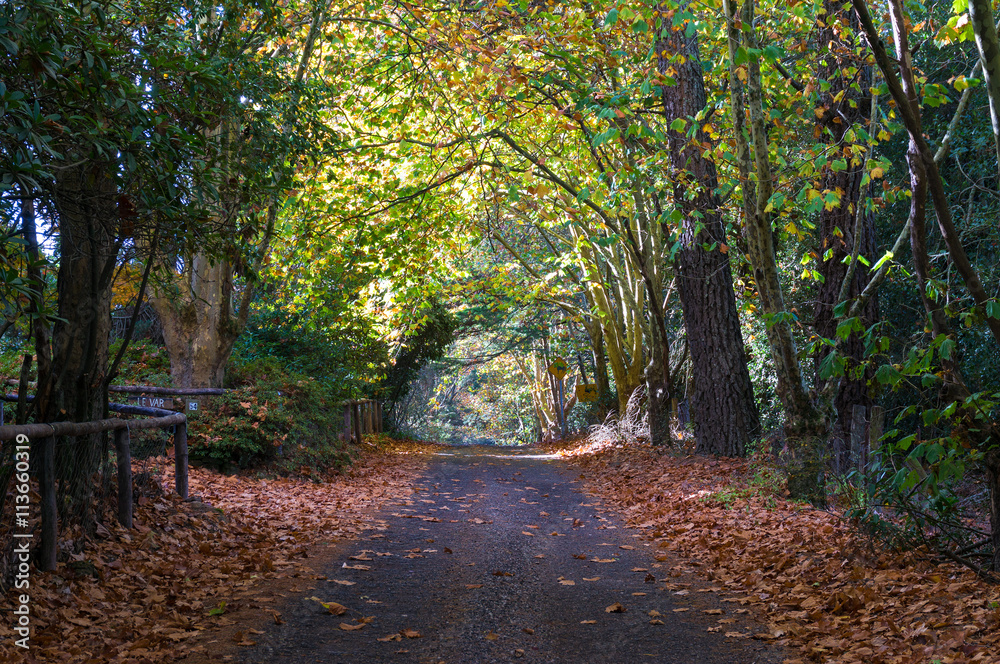 Autumn country road, driveway in Australian outback Autumn country road, driveway in Australian outback