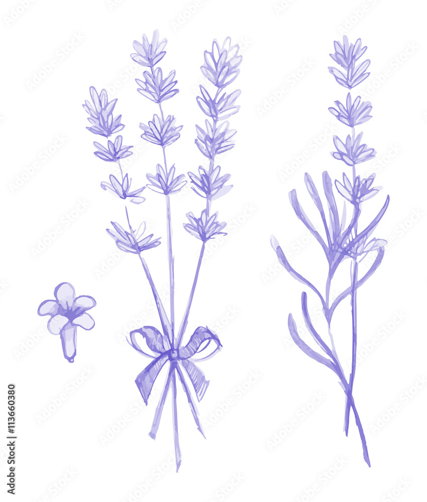 Fototapeta premium Purple lavender flowers victor hand drawn