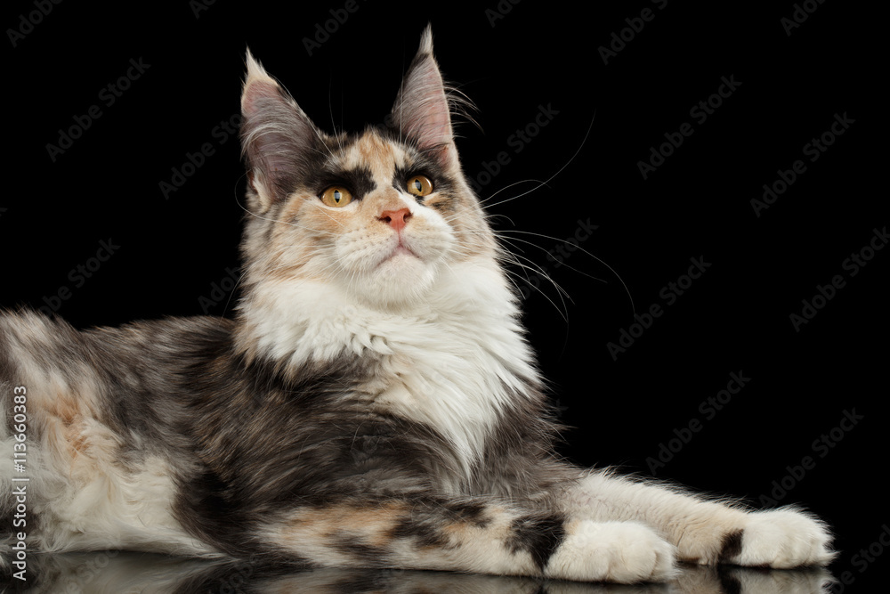 Maine Coon Cat Lying and Curious Looking up Isolated on Black Background, Side view