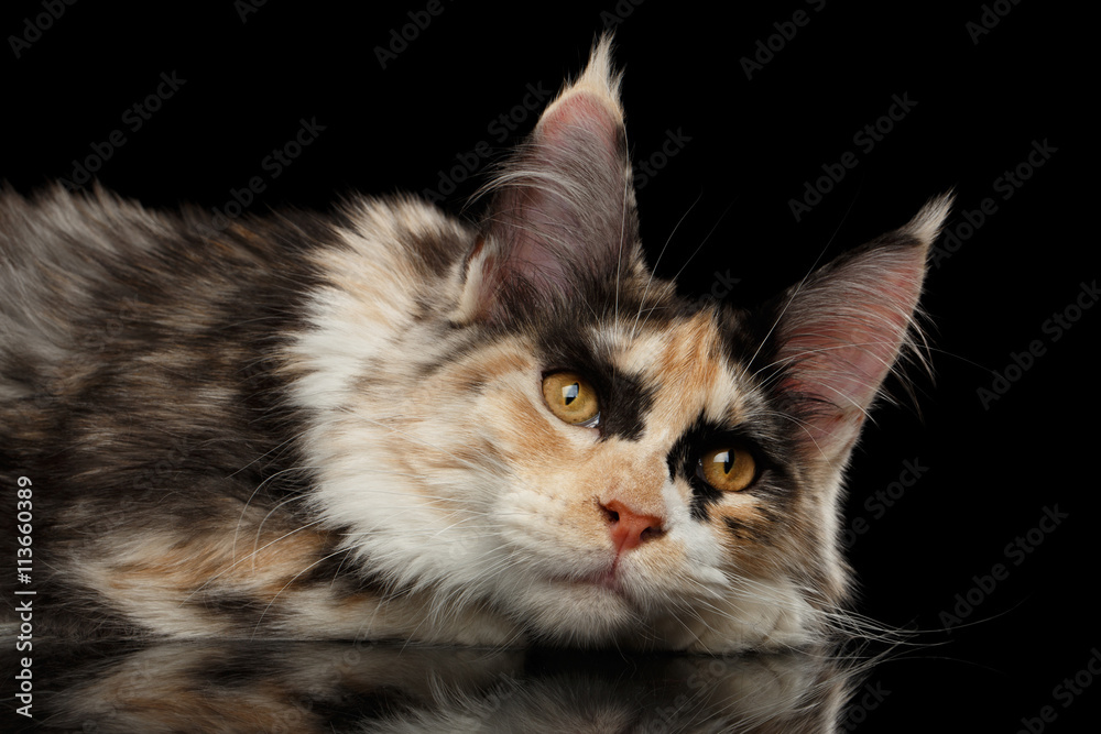 Resting Maine Coon Cat Lying with Cute Looks Isolated on Black Background