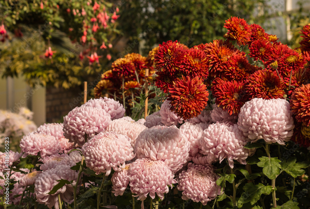 pink and red chrysanthemums in garden pink and red chrysanthemums in garden