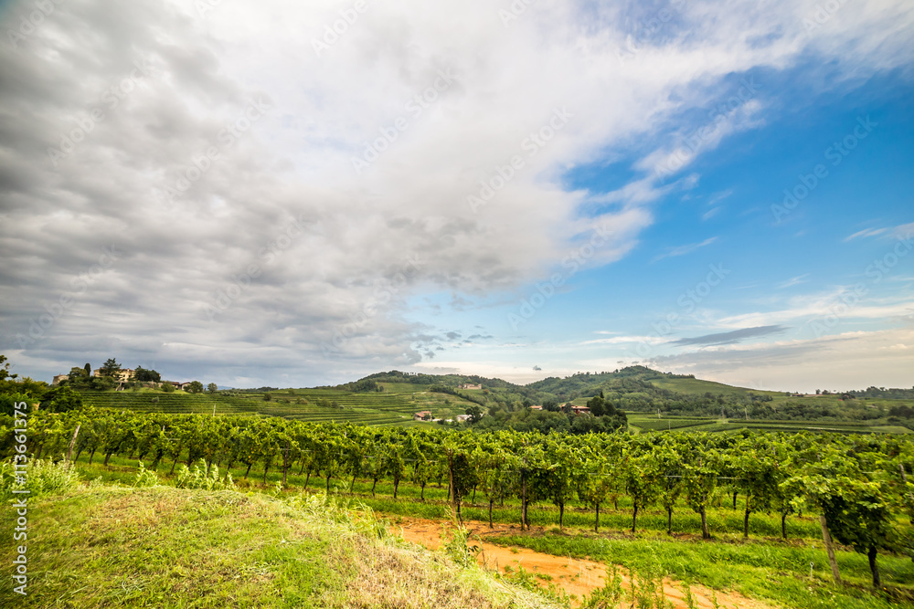grapevine field in the italian countryside