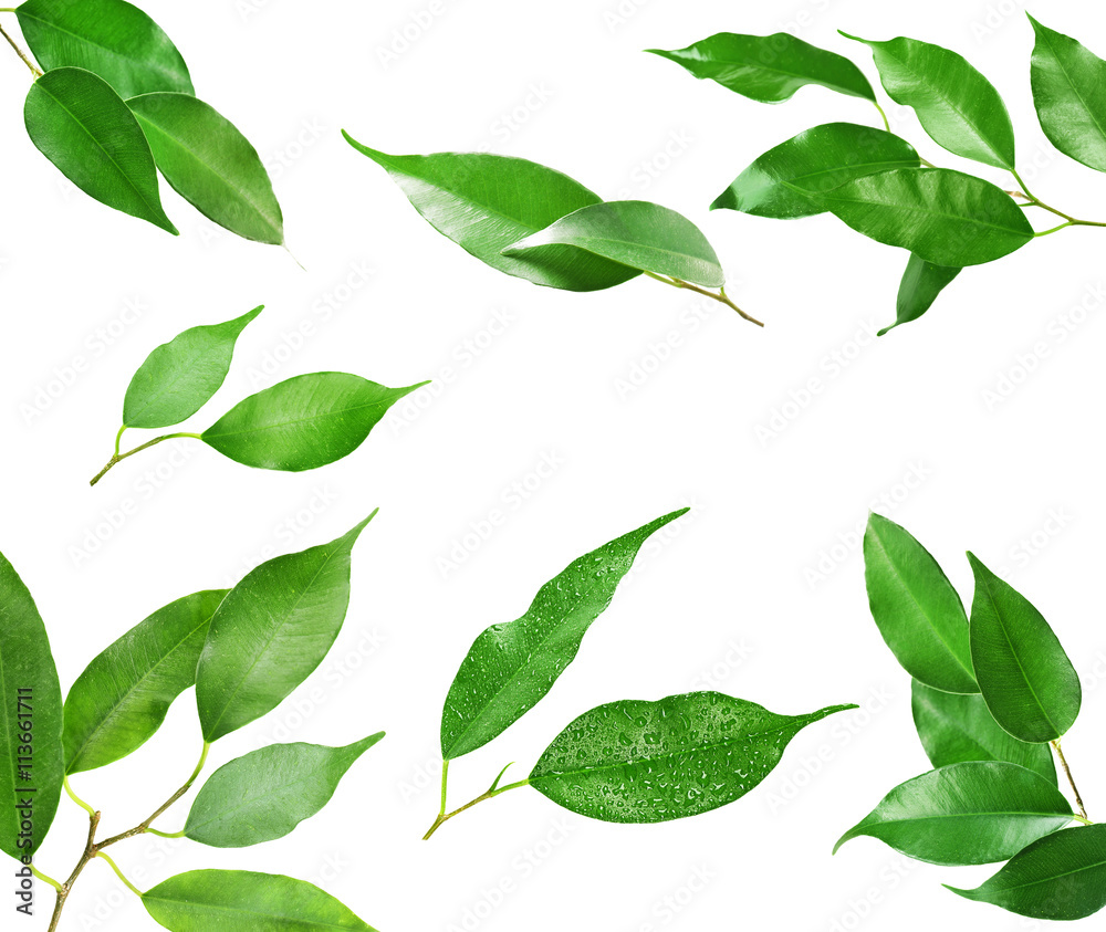 Set of tree branches with fresh green leaves, isolated on white background