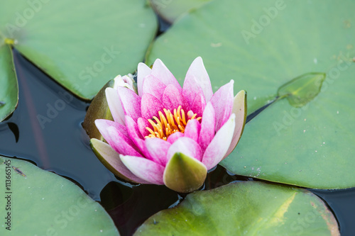 Pink water lily in pond .