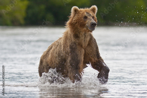 The brown bear fishes