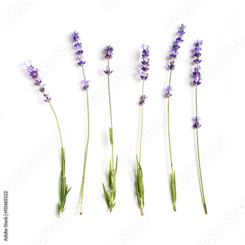 lavender flowers set
