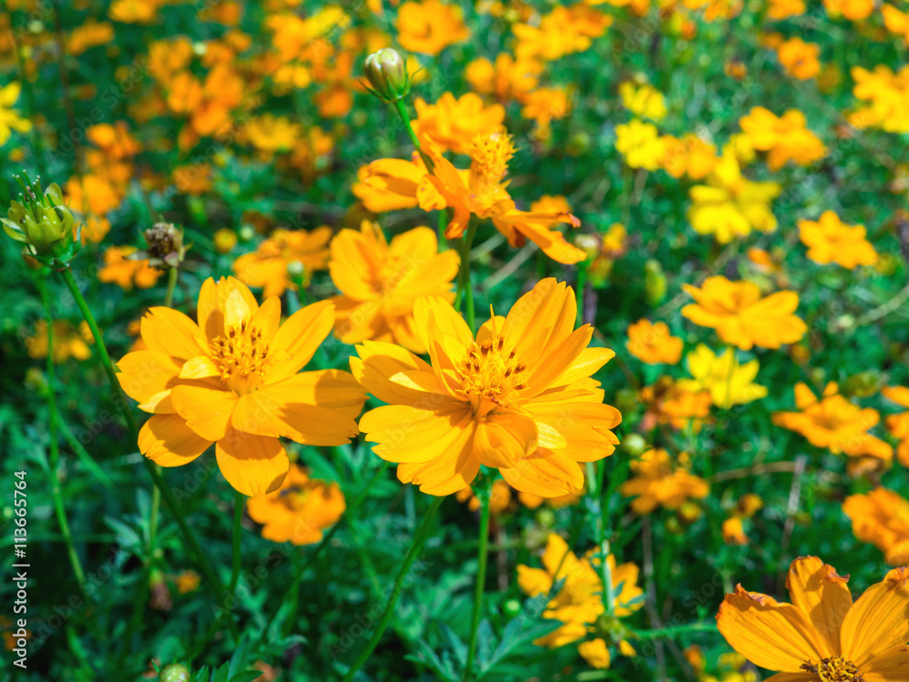 Spring background with beautiful yellow flowers Spring background with beautiful yellow flowers