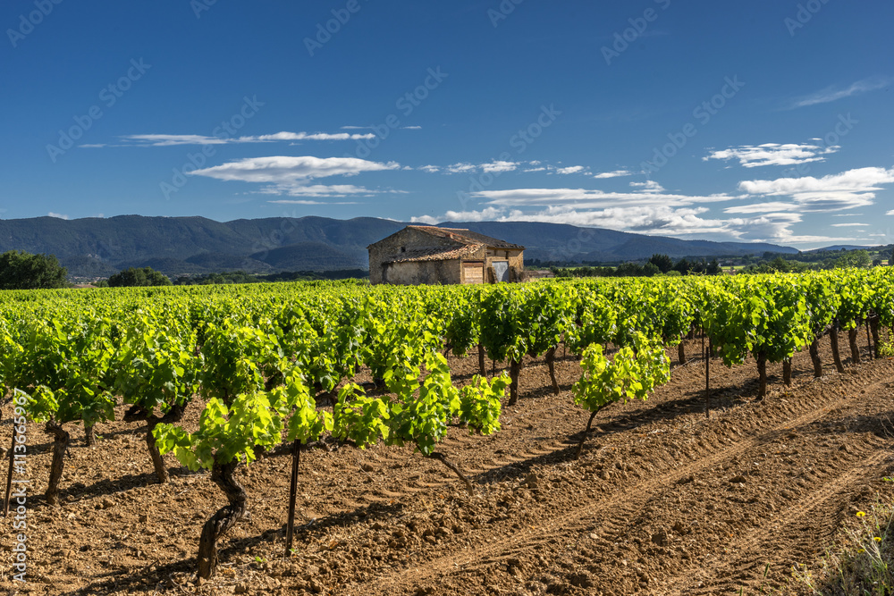 Vineyard in the Luberon region of Provence