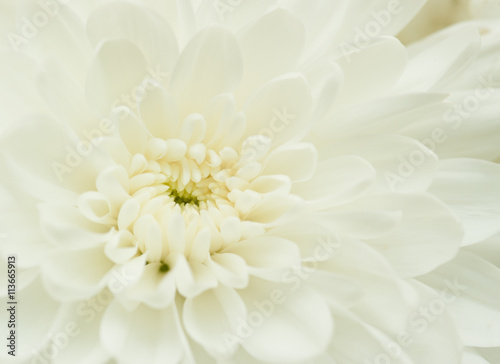 white chrysanthemum closeup with selective focus