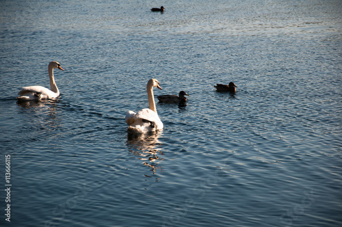 Beautiful Swan and Ducks on the Water Surface in Stare Drawsko, photo