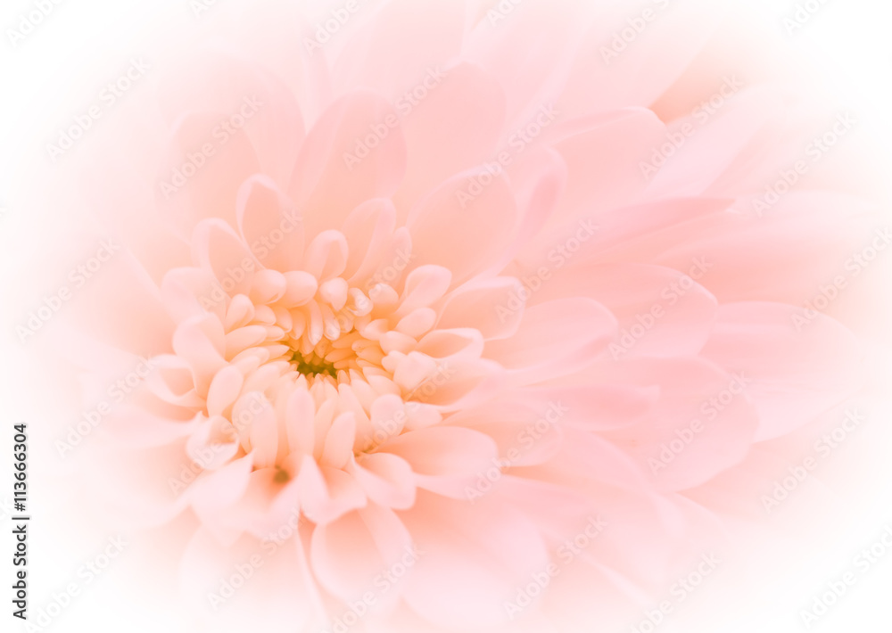 Fototapeta premium chrysanthemum flower.,soft color and blur style for background