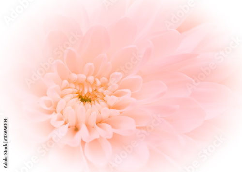 chrysanthemum flower. soft color and blur style for background