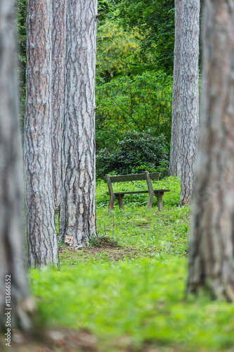 The path through the trees and at the end of it a small bench.