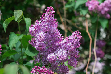 Papier peint photo Lilas Lilas mauve et feuillage vert tendre  © Netly