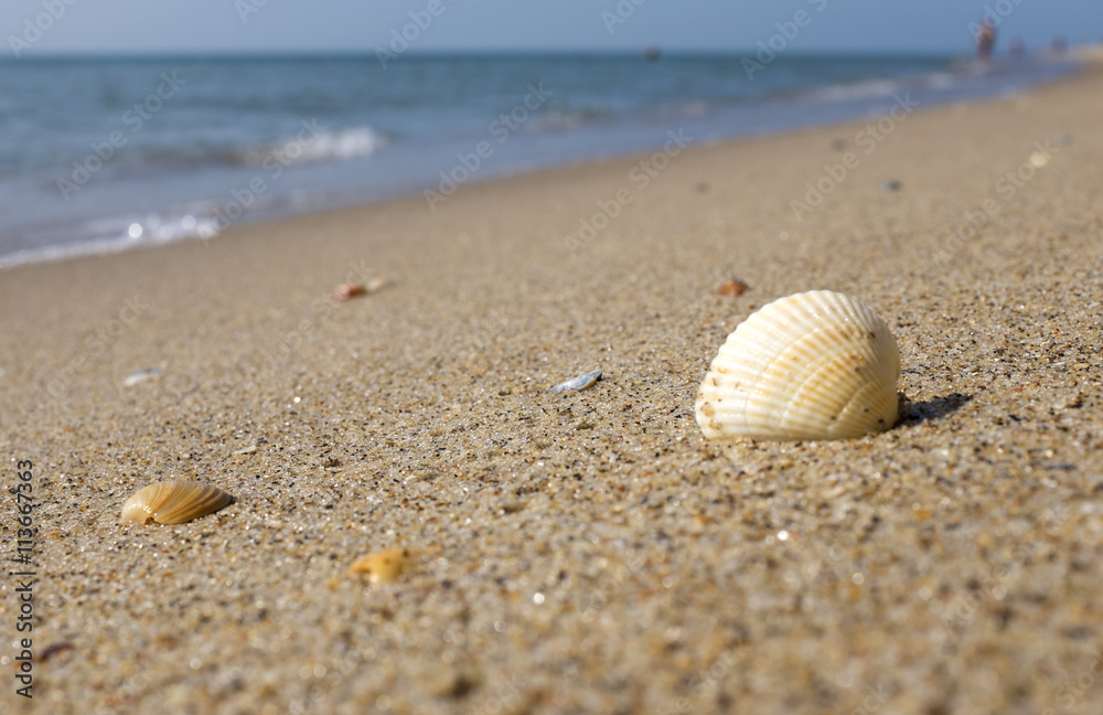 Shell on the beach with people on background Shell on the beach with people on background
