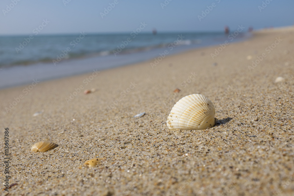 Shell on the beach with people on background Shell on the beach with people on background
