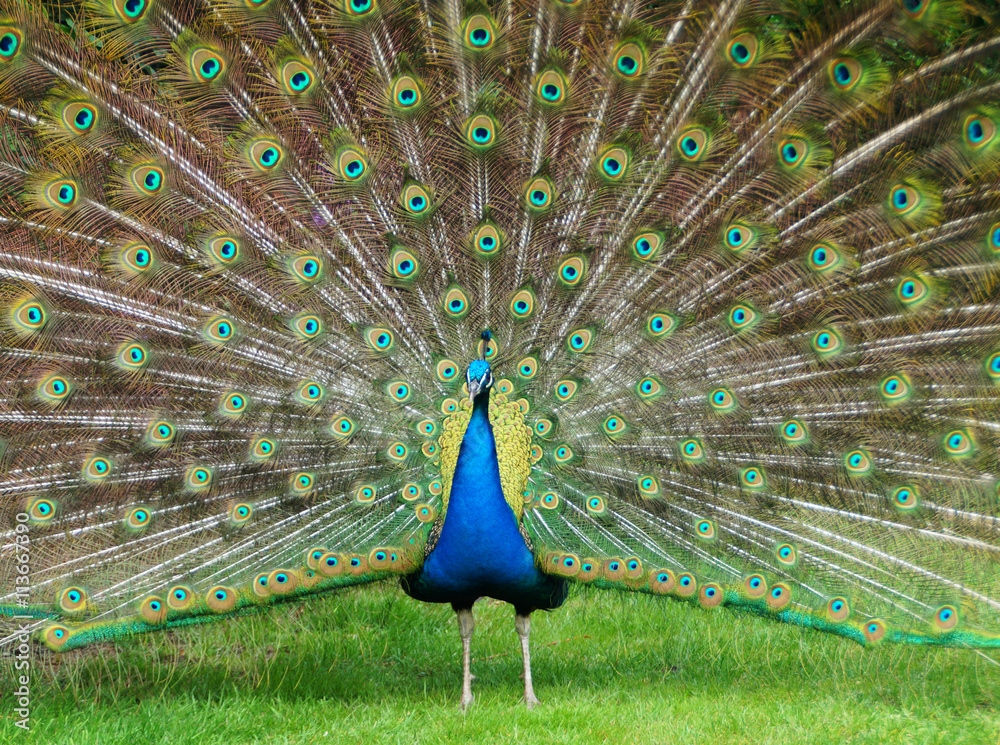 Fototapeta premium Peacock showing his feathers