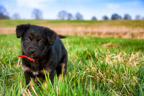 Black puppy playing on a meadow