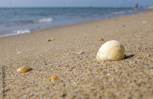 Shell on the beach with people on background