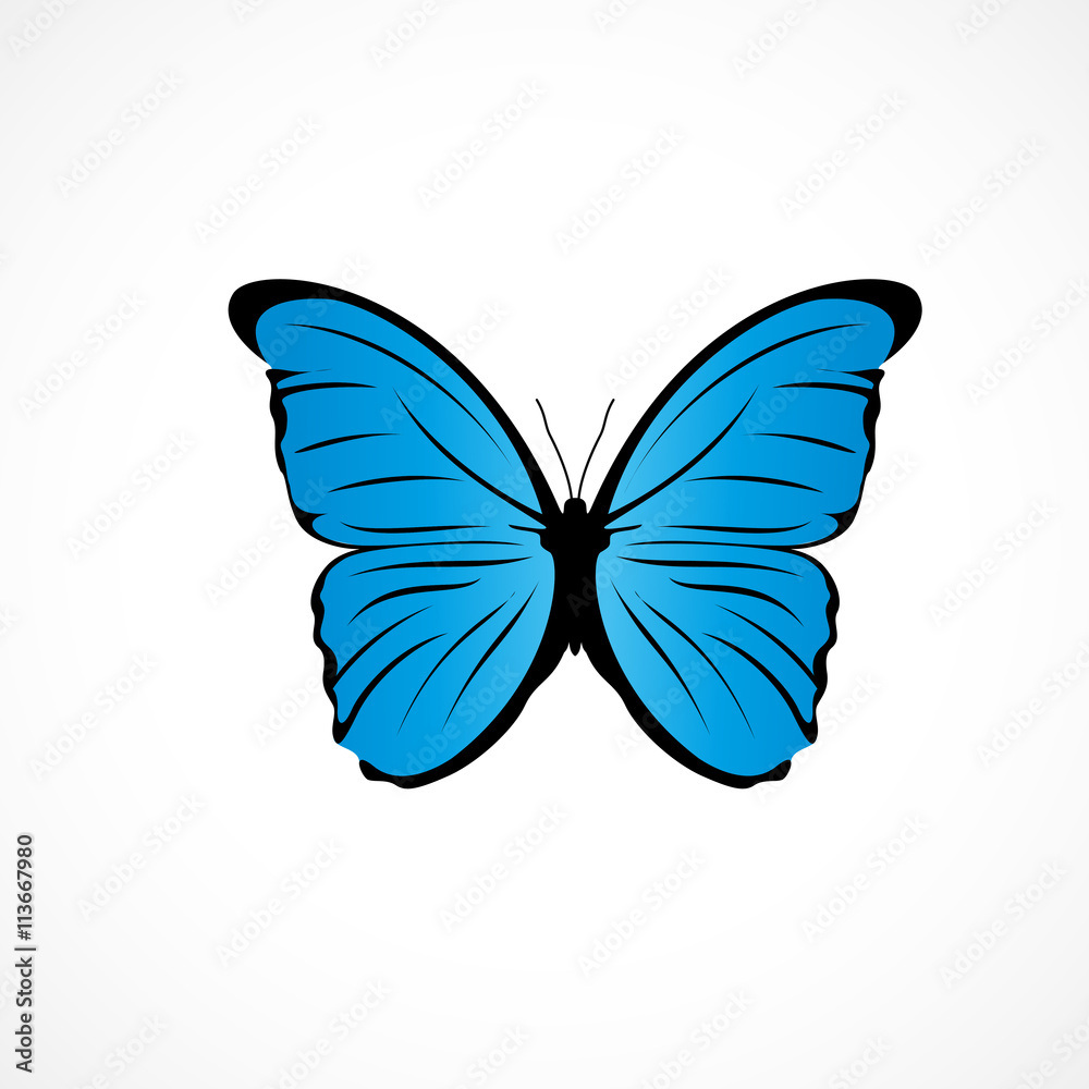 papillon bleu Stock Vector | Adobe Stock