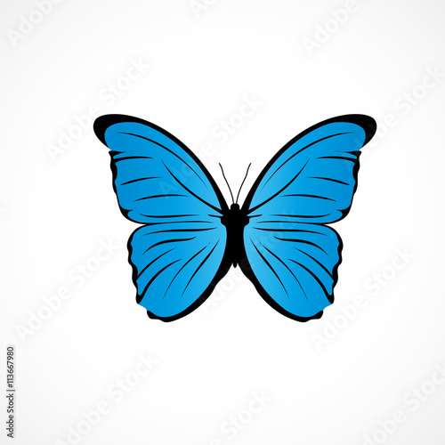 papillon bleu