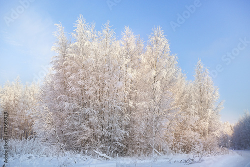 texture dense birch forest in winter