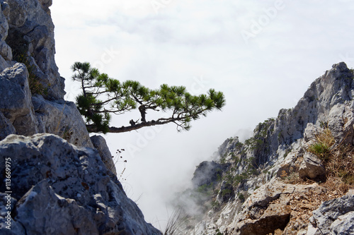 pine on a rock in the clouds and fog. Crimea, Ukraine. photo