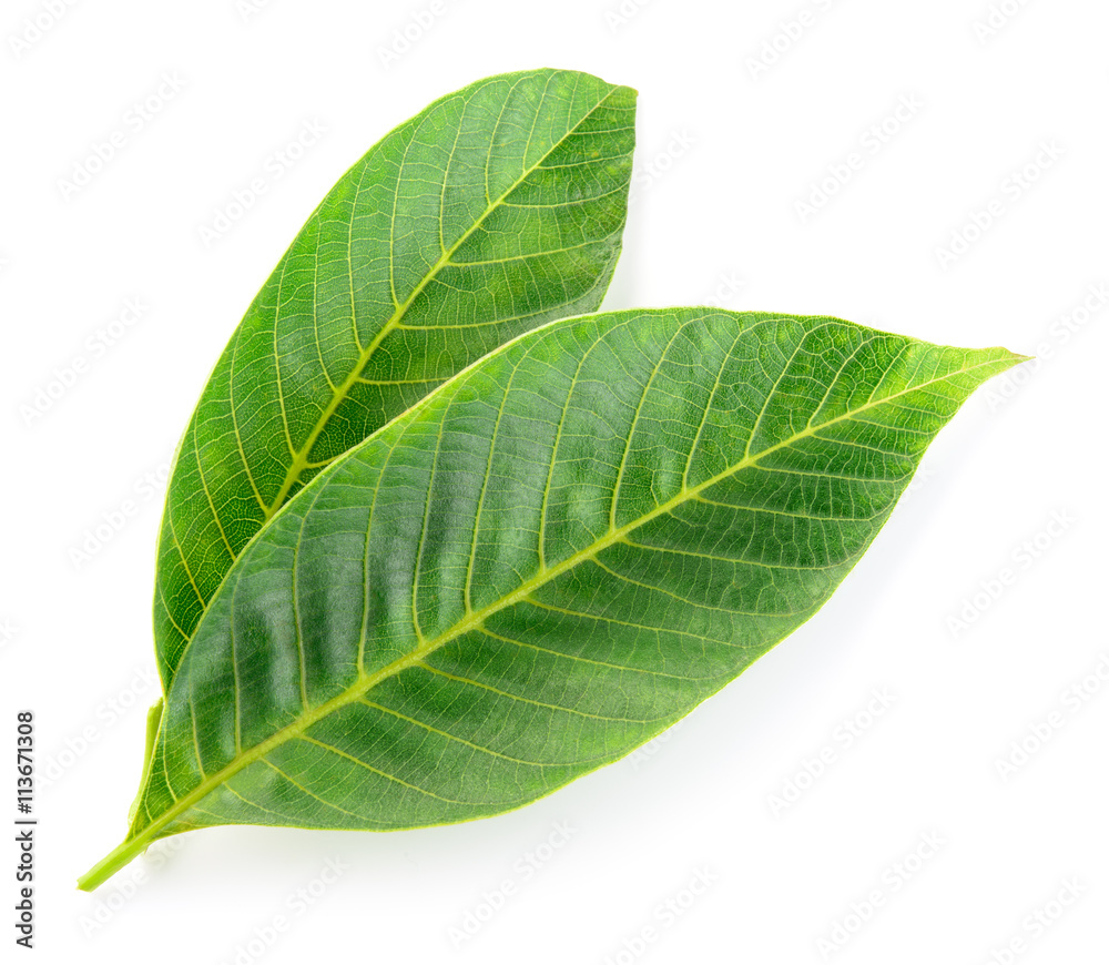 Obraz premium Walnut leaves isolated on white background.